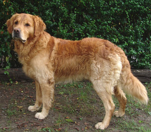 golden-retriever