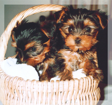 yorkshire_terrier_5